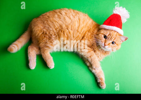 Chat rouge porte rouge Santa's hat sur fond vert. Noël et Nouvel an concept Banque D'Images