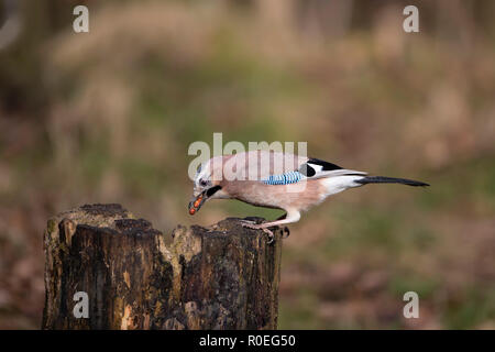 Eurasian Jay Garrulus glandarius dans close up profile perché sur une vieille souche d'arbre et de manger des arachides Banque D'Images