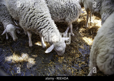 L'alimentation des moutons sur une ferme, les détails de l'alimentation des animaux mammifères elle-même Banque D'Images