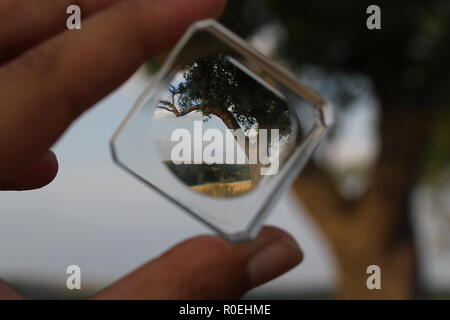 Un arbre encadré dans une loupe. Banque D'Images