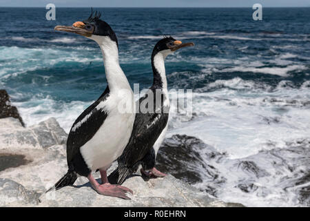 Cormoran de roi Banque D'Images