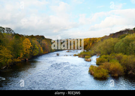 La rivière Tyne Valley en automne près de Wylam, Northumberland, England, UK Banque D'Images