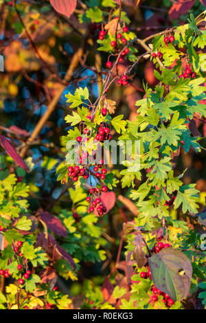 Close-up of a bush Cotoneaster avec beaucoup de fruits rouges sur les branches, l'arrière-plan d'automne. Autumn, buissons sauvages avec des baies rouges dans le parc. Banque D'Images