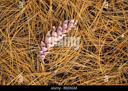 Pose de pin sec vieux brun sur les aiguilles de pin sur le sol au cours de l'automne sur une journée ensoleillée Banque D'Images