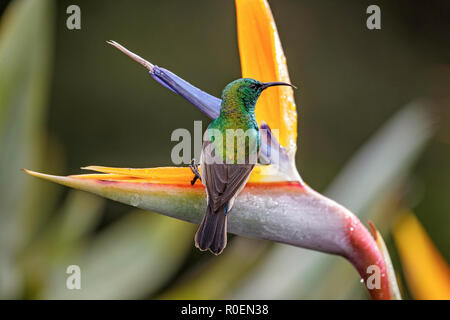 Gobemouche sud Sunbird Chalcomitra chalybeus Botalical Kirstenbosch Garden, Cape Town, Afrique du Sud 7 septembre 2018 Nectar de mâle adulte Banque D'Images