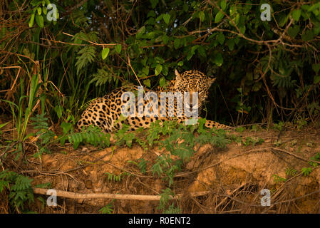 Une Jaguar de Nord Pantanal, Brésil Banque D'Images