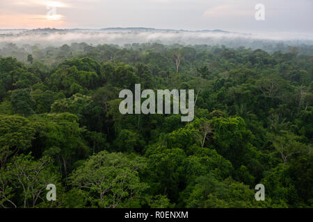 Forêt amazonienne de la région près de Cristalino Lodge, l'État de Pará, Brésil Banque D'Images