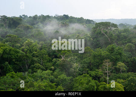 Forêt amazonienne de la région près de Cristalino Lodge, l'État de Pará, Brésil Banque D'Images