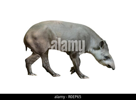 Tapir brésilien isolé sur fond blanc Banque D'Images