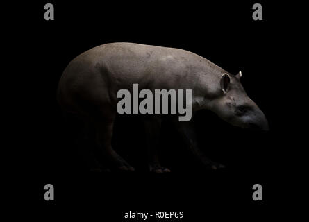 Tapir brésilien marcher dans l'obscurité Banque D'Images