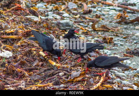 Red bec Chough Pyrrhocorax pyrrhocorax, alimentation ou alimentation en algues pourries. Banque D'Images