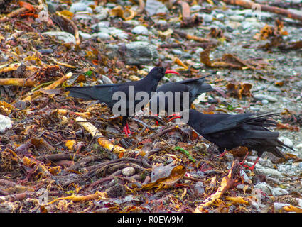 Red bec Chough Pyrrhocorax pyrrhocorax, alimentation ou alimentation en algues pourries. Banque D'Images