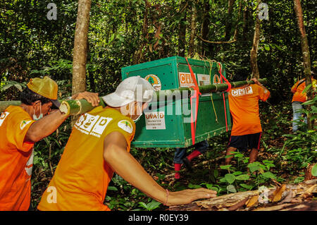 3 novembre 2018 - Lesan River Forêt protégée, à l'Est de Kalimantan, Indonésie - personnel indonésien portent une des cages à primates orang-outan sur un endroit où ils seront relâchés dans la nature dans la forêt protégée de la rivière Lesan, East Kalimantan, Indonésie. Ces deux orang-outans (Pongo pygmaeus morio), Novi et Leci, sont le résultat de l'abandon de la communauté à l'Est de Kalimantan centre de conservation des ressources naturelles en 2014 et 2016 dans la région de Tenggarong, où ils ont été relâchés dans leur habitat naturel après des années de rééducation d'un traumatisme souvent causés par les gens. En ce moment e Banque D'Images