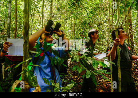 3 novembre 2018 - Lesan River Forêt protégée, à l'Est de Kalimantan, Indonésie - personnel indonésien voir de leurs jumelles après un orang primat d'endroit où ils seront relâchés dans la nature dans la forêt protégée de la rivière Lesan, East Kalimantan, Indonésie. Ces deux orang-outans (Pongo pygmaeus morio), Novi et Leci sont le résultat de l'abandon de la communauté à l'Est de Kalimantan centre de conservation des ressources naturelles en 2014 et 2016 dans la région de Tenggarong, où ils ont été relâchés dans leur habitat naturel après des années de rééducation d'un traumatisme souvent causés par les gens. Banque D'Images