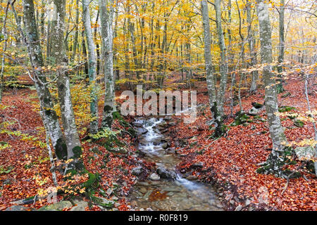 Automne forêt de hêtres avec Creek partout dans le Parc Naturel du Montseny, Catalogne Banque D'Images