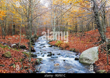 Automne forêt de hêtres avec Creek partout dans le Parc Naturel du Montseny, Catalogne Banque D'Images