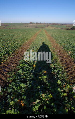 Le Macmillan Way. Le Lincolnshire. East Midlands. L'Angleterre. UK Banque D'Images