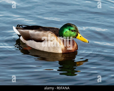 , Canard colvert Anas platyrhynchos Banque D'Images