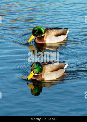 , Canard colvert Anas platyrhynchos Banque D'Images