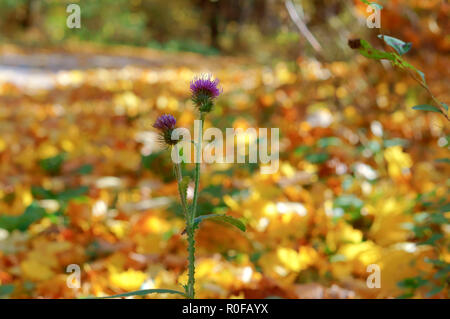 Fleur pourpre sur fond jaune, le Thistle flower en automne Banque D'Images