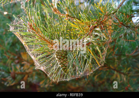 Spider web sur une branche de pin, aiguilles de pin dans une toile d'araignée en automne Banque D'Images