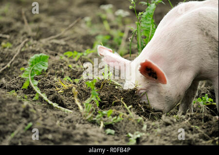 Les jeunes de creuser le sol pour manger de porc base Banque D'Images