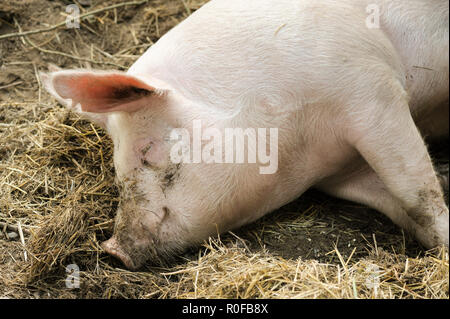 Pose de porcs sur paille et foin Banque D'Images