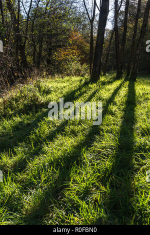 Soleil d'automne fort de derrière les troncs des arbres d'ombre divergentes sur l'herbe dans la vallée de Brock, Lancashire, England, UK Banque D'Images