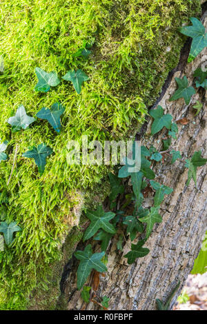 Gros plan du détail et la texture d'un tronc d'arbre dans la forêt d'automne anglais couverts de mousse et de lierre, dans le Lancashire, Angleterre, Royaume-Uni. Banque D'Images