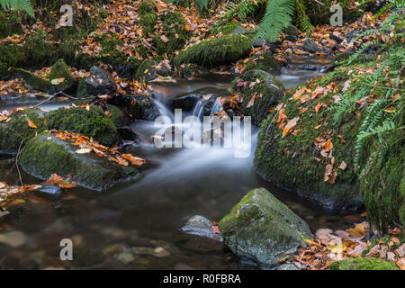 Une longue exposition d'un petit ruisseau qui s'écoule dans un ravin près de Windermere dans le Lake District National Park en automne avec les feuilles mortes. Banque D'Images