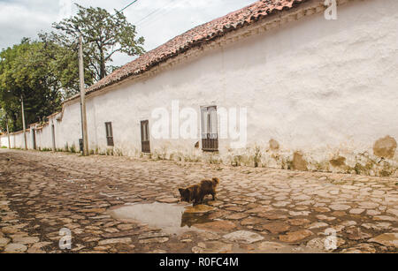 Chien errant assoiffé boit de l'eau souillée d'une flaque marron sur les rues pavées d'une petite ville historique de la Colombie Banque D'Images