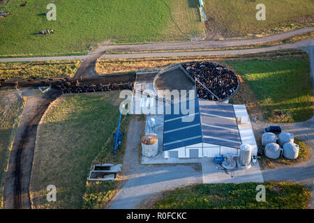 La vue de dessus d'un hangar et de vaches laitières a écrit et en attente d'être traites tôt le matin, Canterbury, Nouvelle-Zélande Banque D'Images