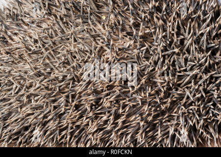 Épines sur hedgehog retour Banque D'Images