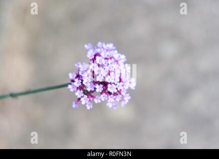 L''Abbaye de Woburn sol et jardins, Bedford, Angleterre Banque D'Images