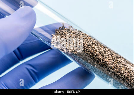 Médecin est titulaire d'éprouvette avec des graines pour l'étude dans un laboratoire, conceptual image Banque D'Images