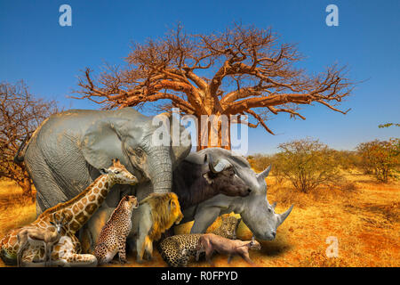 Baobab à Musina réserve naturelle, l'une des plus importantes collections de baobabs en Afrique du Sud, avec cinq grands animaux sauvages et sur paysage de savane africaine. Scène safari africain. Papier peint fond Banque D'Images