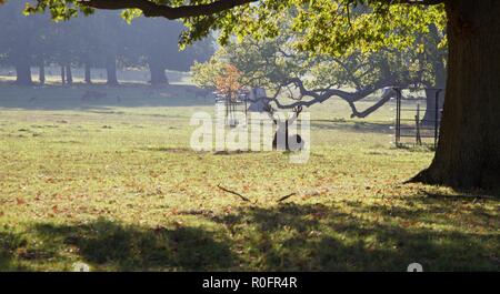 L''Abbaye de Woburn sol et jardins, Bedford, Angleterre Banque D'Images