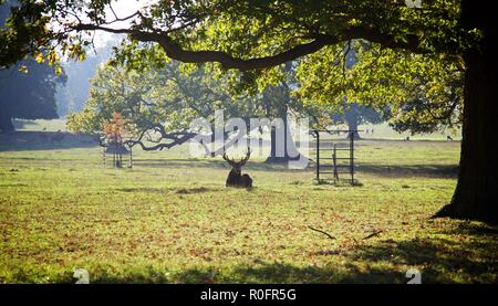 L''Abbaye de Woburn sol et jardins, Bedford, Angleterre Banque D'Images