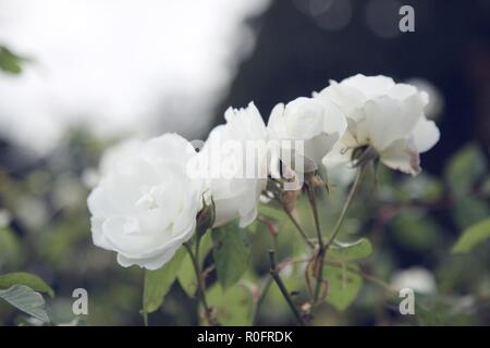 L''Abbaye de Woburn sol et jardins, Bedford, Angleterre Banque D'Images