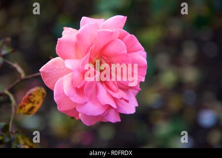 L''Abbaye de Woburn sol et jardins, Bedford, Angleterre Banque D'Images