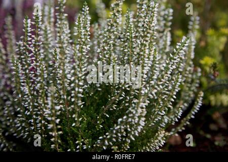 L''Abbaye de Woburn sol et jardins, Bedford, Angleterre Banque D'Images