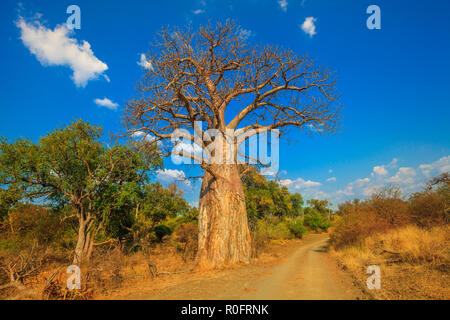 Paysage de baobab à Musina réserve naturelle, l'une des plus importantes collections de baobabs en Afrique du Sud. Commande de jeu en jeu du Limpopo et réserves naturelles. Journée ensoleillée avec ciel bleu. Saison sèche. Banque D'Images