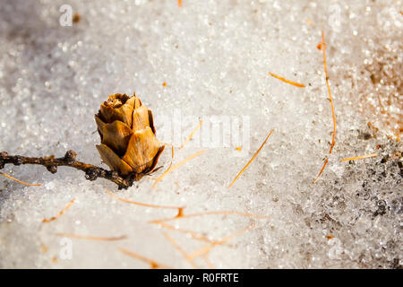 Branche de mélèze avec cône en hiver sur une neige. Branche de mélèze avec cône sur la neige. Fond de Noël avec l'espace pour votre texte. Photo teinté Banque D'Images