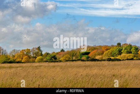 SCOTSTOWN MOOR RÉSERVE NATURELLE LOCALE VILLE ABERDEEN EN ÉCOSSE LES ARBRES D'AUTOMNE ET D'HERBES DANS LA RÉSERVE Banque D'Images