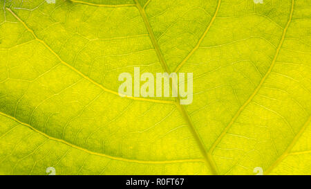 Feuilles vert arrière-plan. La texture des feuilles, macro image. Concept abstrait d'un Banque D'Images
