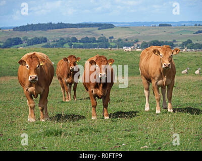 Quatre grands curieux brown les vaches d'un troupeau d'élevage de bovins à viande regardant en direction de l'appareil photo dans le Nord de la Pennines, Cumbria, England, UK Banque D'Images
