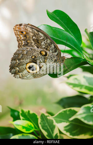 Close-up latéral d'une feuille de banane (lat : caligo beltrao) avec extensions repliées assis sur un ovale vert en face de feuilles fond clair. Banque D'Images