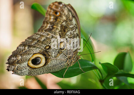 L'arrière latéral close-up d'une banane flater (lat : Caligo beltrao) avec extensions repliées assis sur un ovale vert leaf contre fond clair. Banque D'Images