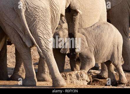 Bébé de l'éléphant d'sucklingfrom sa mère, Etosha National Park, Namibie, Afrique du Sud Banque D'Images