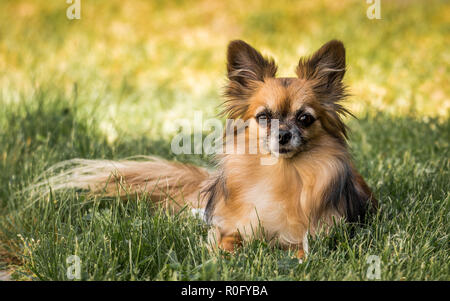 Le chihuahua est la plus petite race de chien et est nommé d'après l'état de Chihuahua au Mexique. Les Chihuahuas viennent dans une grande variété de couleurs Banque D'Images